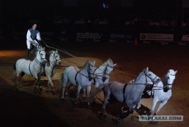 Скоро Год Лошади)))