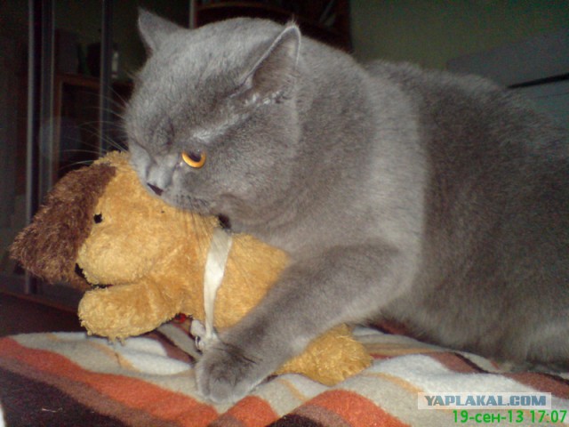 Новый член семьи