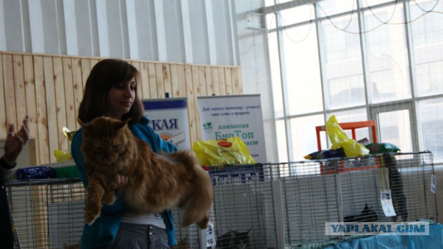 Котовторник 25.02.2014