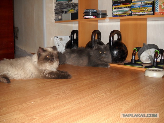 Знакомьтесь - это Персик!