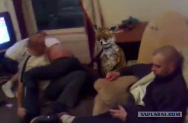 Пшеки отдыхают красиво