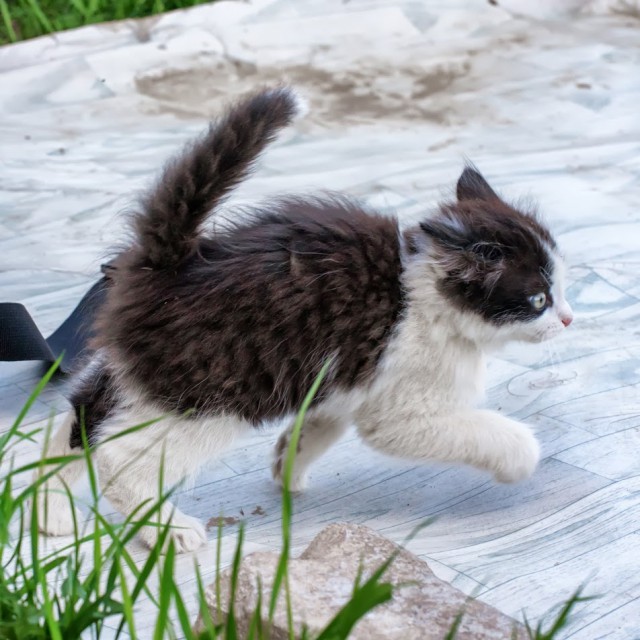 Котовторник 01.07.2014