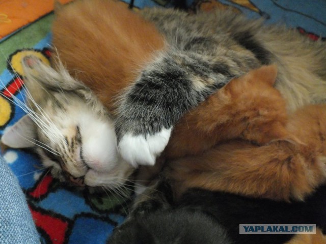 Котовторник  08.07.2014