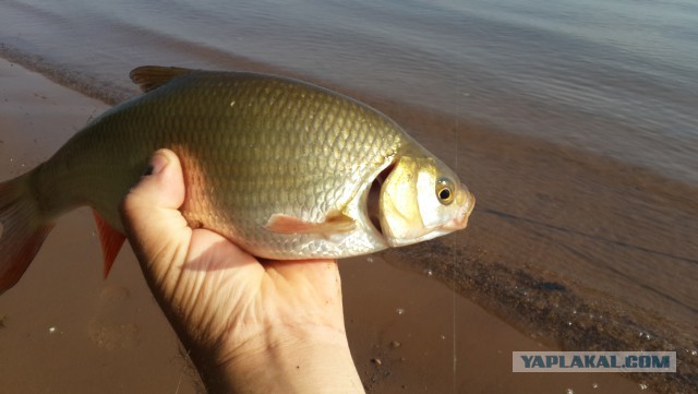 Лето. Кама. Фидер.