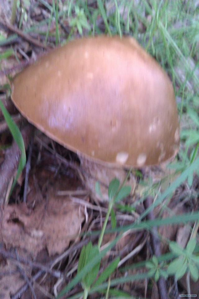 Просто выходные...