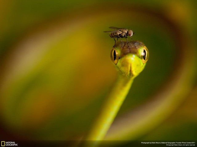 National Geographic,избранное...