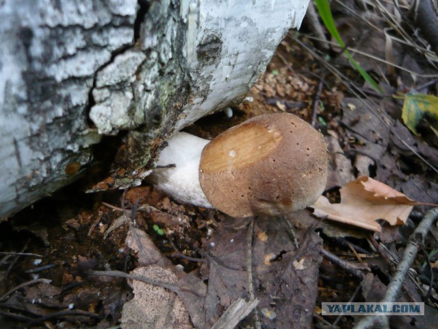 Вспомним лето! Вылазка за грибами.