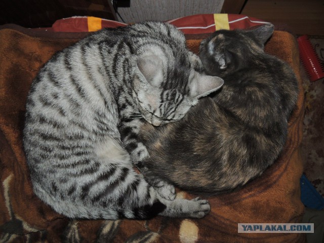 Котовторник