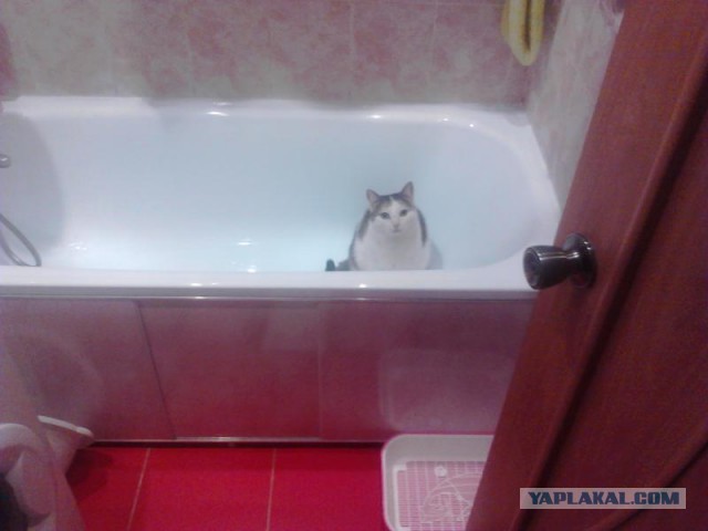Жадный котенок и свеженькая мышь