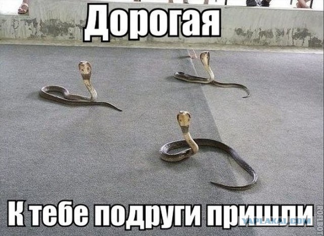 Картинки