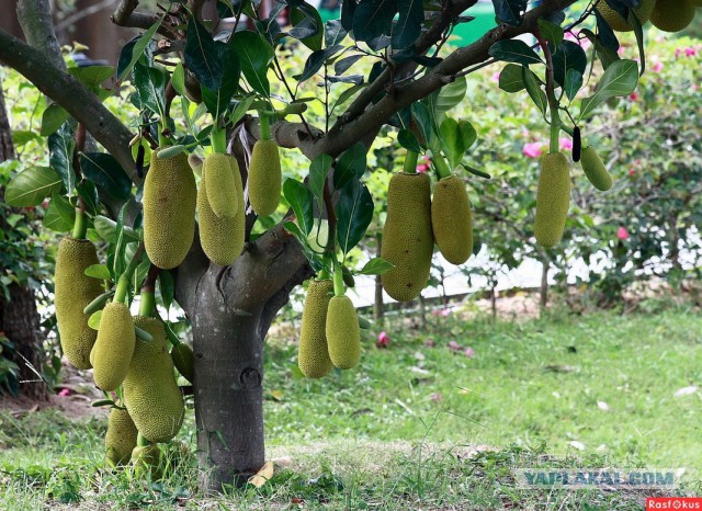 Как выглядят 19 популярных продукта