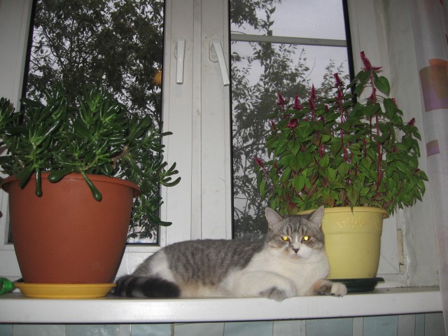 Котовторник 07 04 2015