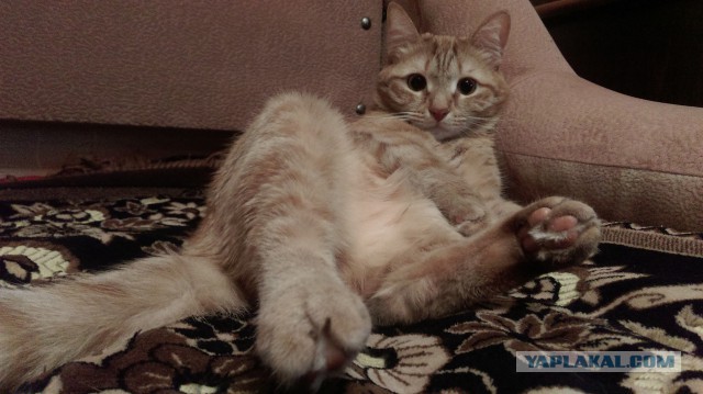 Про Тучку, которая стала Дымкой