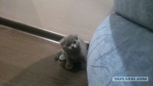 Кот по имени Бобо