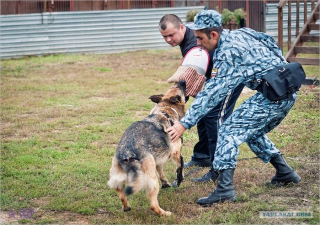 Центр кинологической службы Упр-ния на транспорте