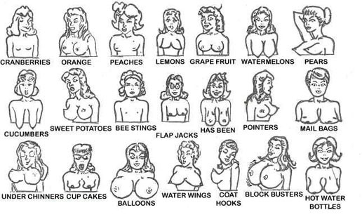 6 терминов, определяющих положение женской груди.