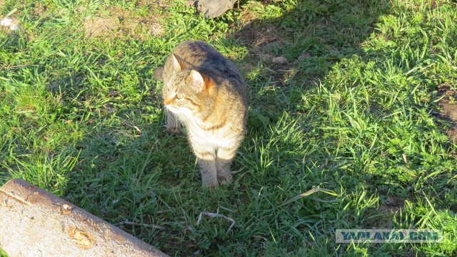 Котовторник 16.06.2015., Котовторник наступил!