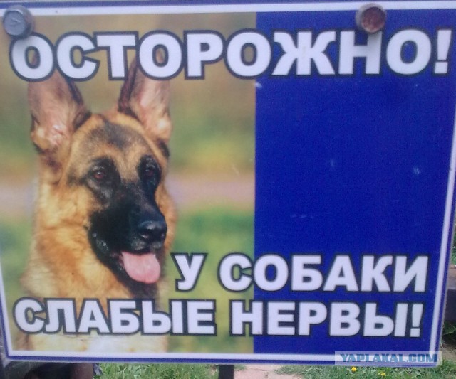 Таблички собачьи