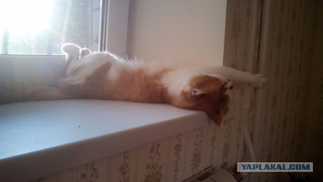 Котовторник 11.08.2015