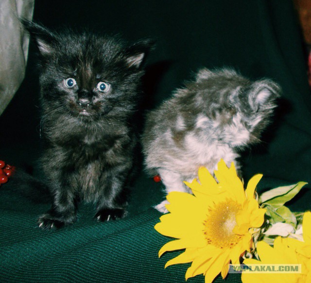 17 фотографий котов
