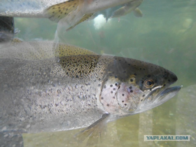 Рыбная ферма. Эквадор