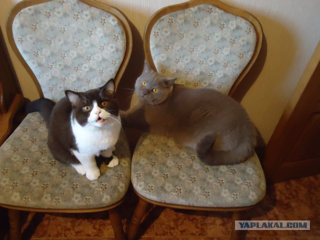 Наш Котяра