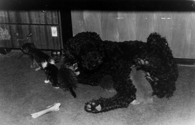 В Анапе кот кормил мышами брошенных щенков.