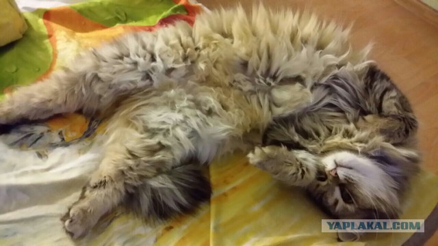 Котовторник