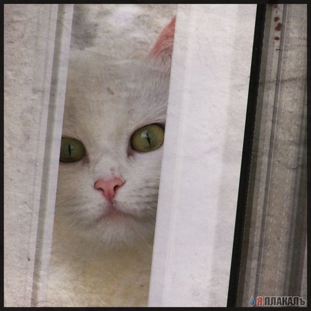 Вторничный котомёт!