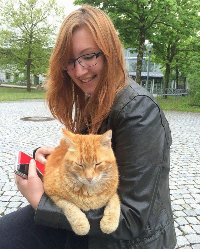 Рыжий кот заботится о студентах