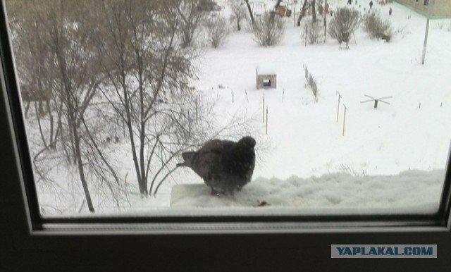 "Поставил кормушку за окном и всю зиму фотографировал птиц, которые прилетали покушать"