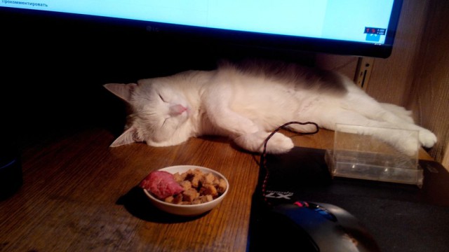 Котовторник 29.08.2017