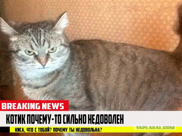 Молчание котят: депутаты решили запретить лаять и мяукать по ночам