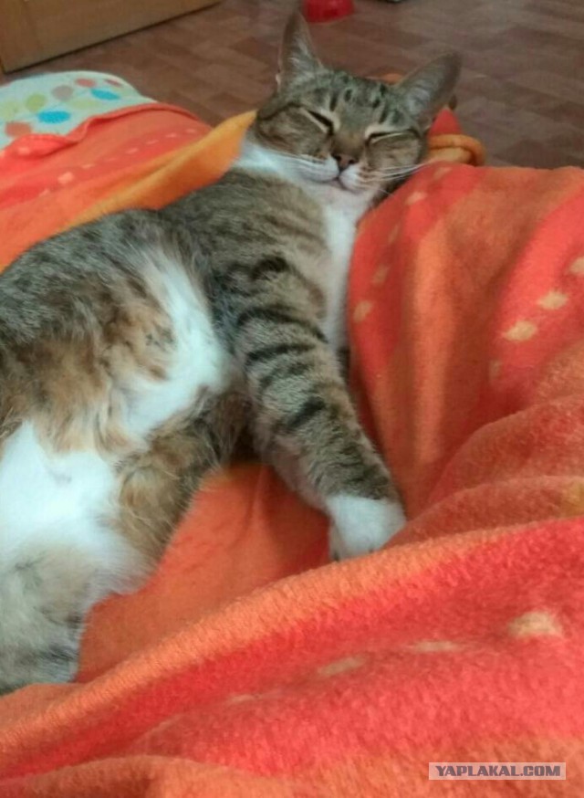 Котовторник 03.10.17.