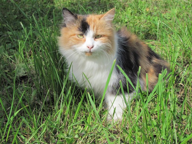 Котовторник