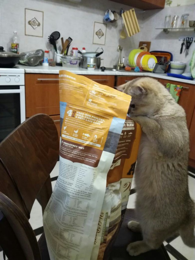 Коты и Кошки