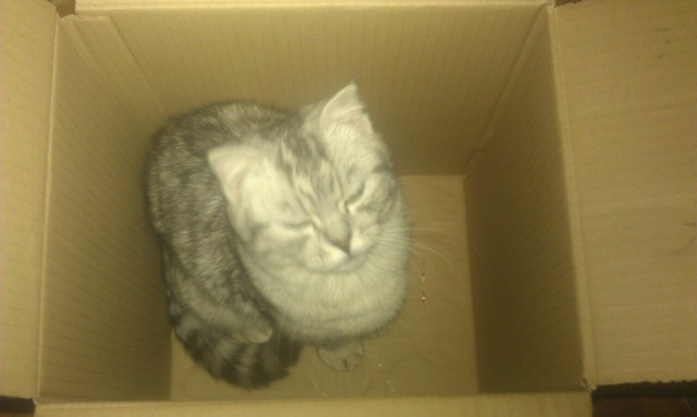 Котовторник  23.01.2018