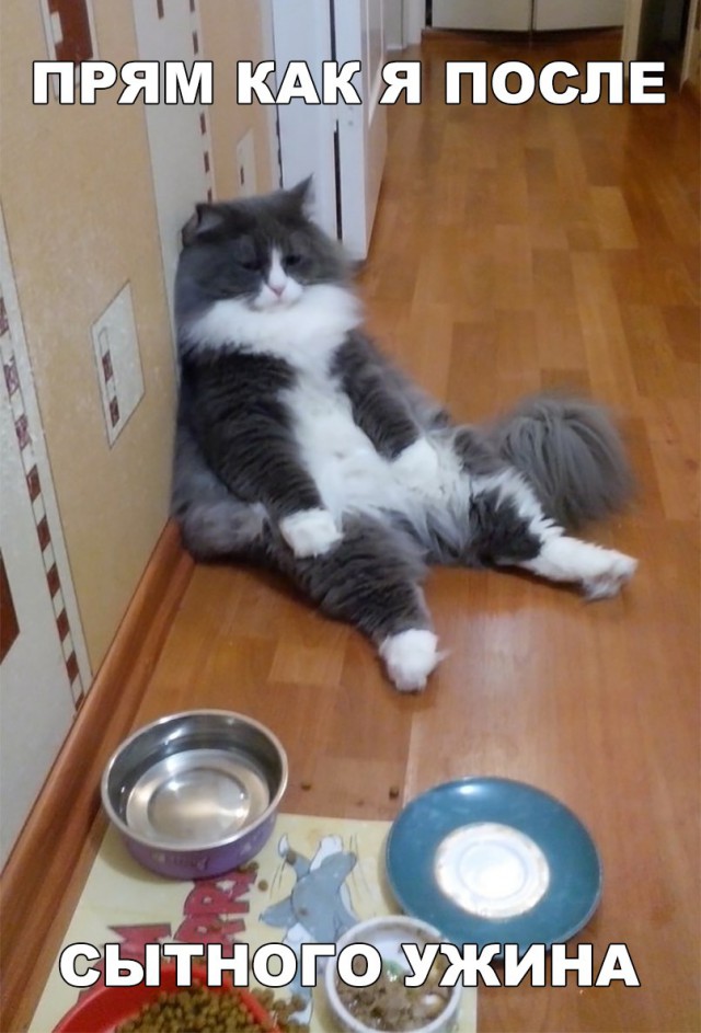 Прикольных котов пост