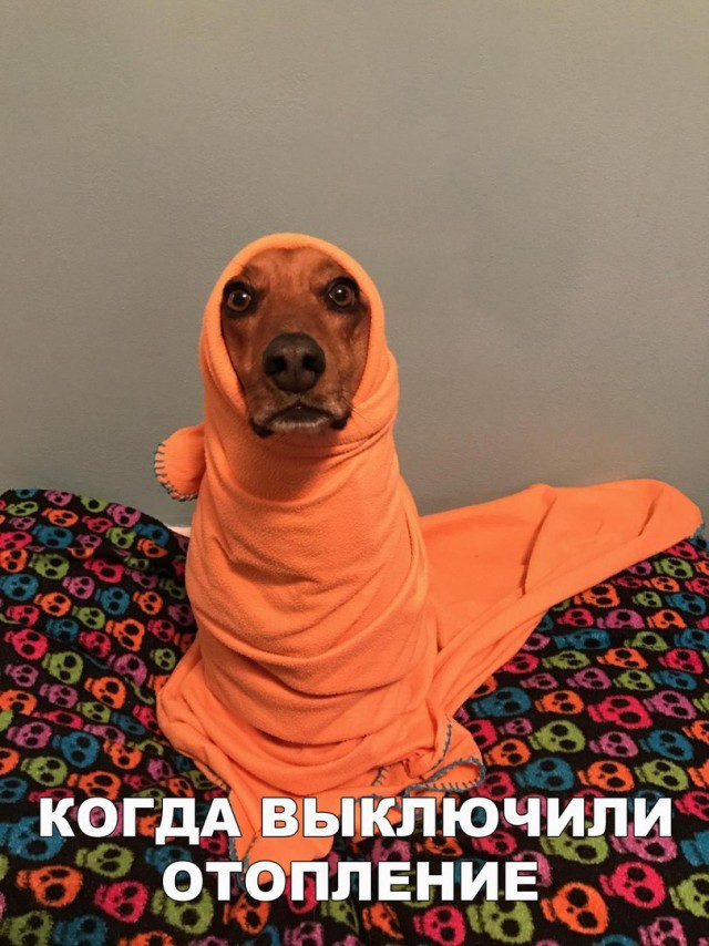 Приколы в картинках или прикольные картинки?
