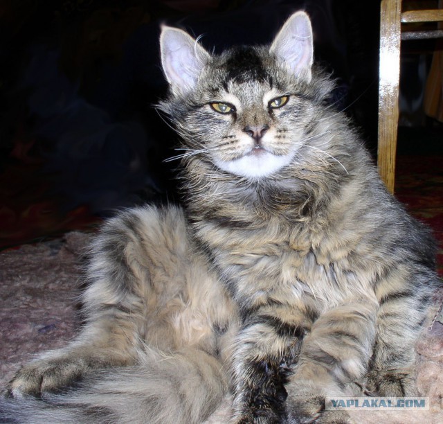 Котовторник