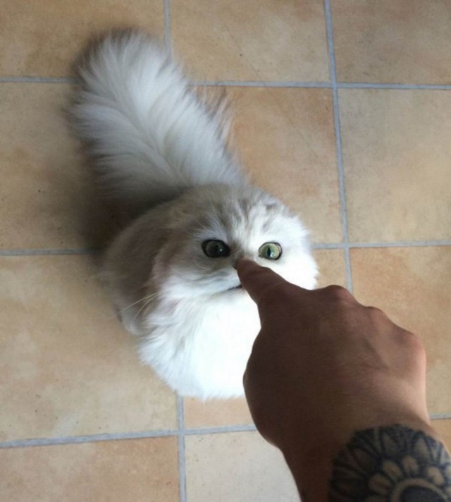 Прикольных котов пост