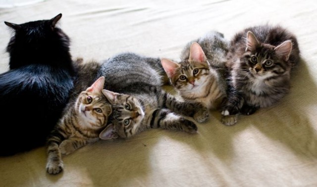 Уррааа! Котовторник на ЯПлакалъ!