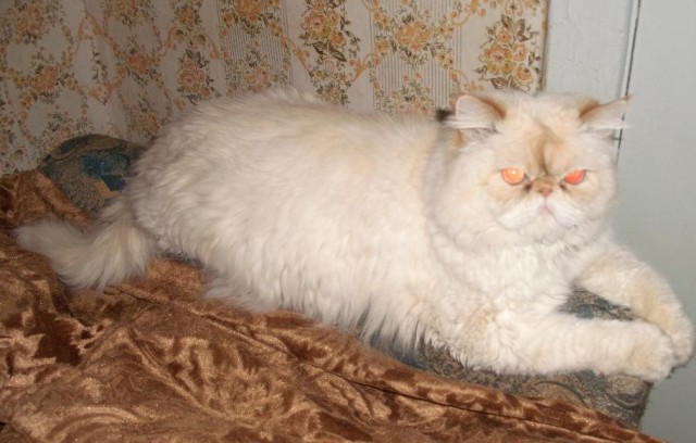 Котовторник: начало