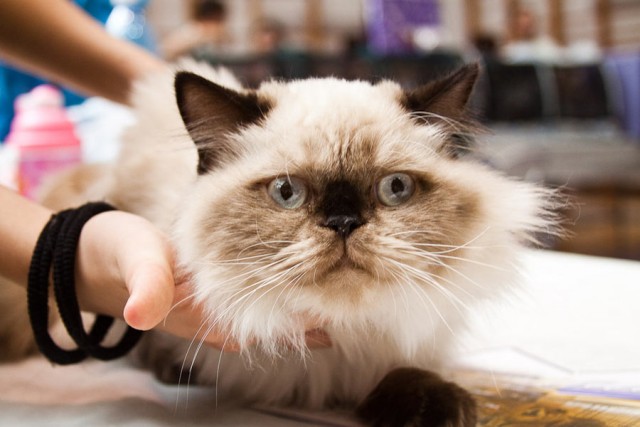 Для котовторника: Международная выставка кошек