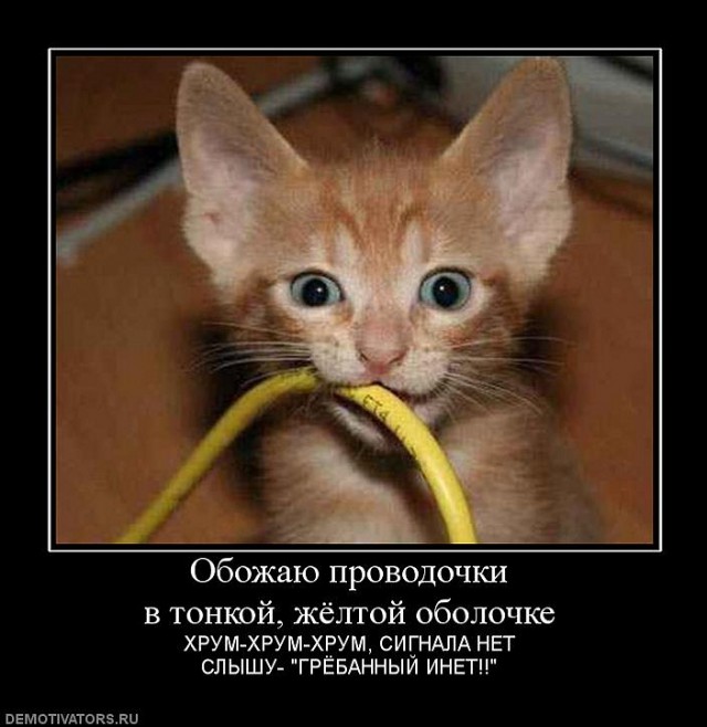 Кот-долбо*б - горе в семье