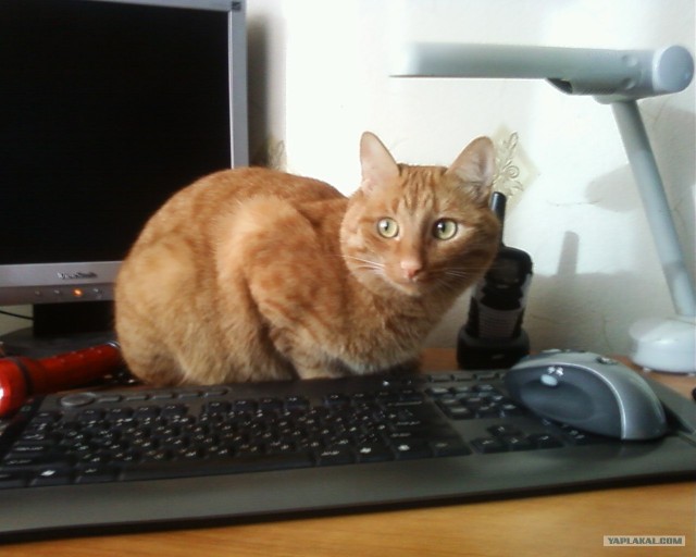 Сонный Котовторник