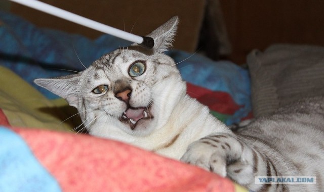 Котовторник (24. 01. 2012 )