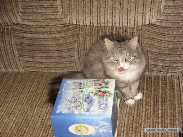 КОТОВТОРНИК (6.03.2012)