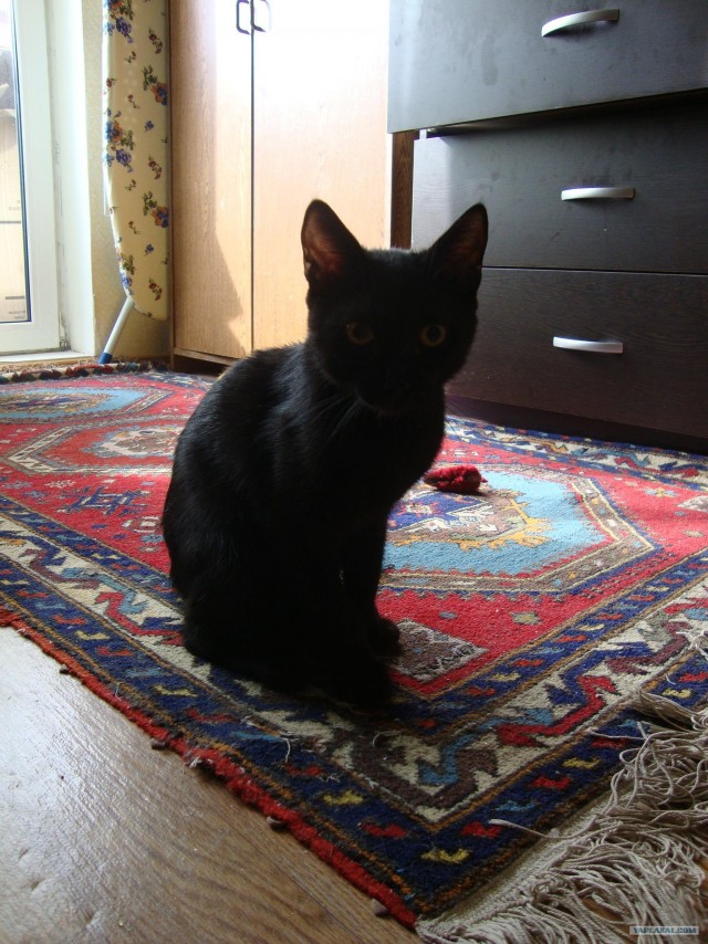 Котовторник 10.04.2012