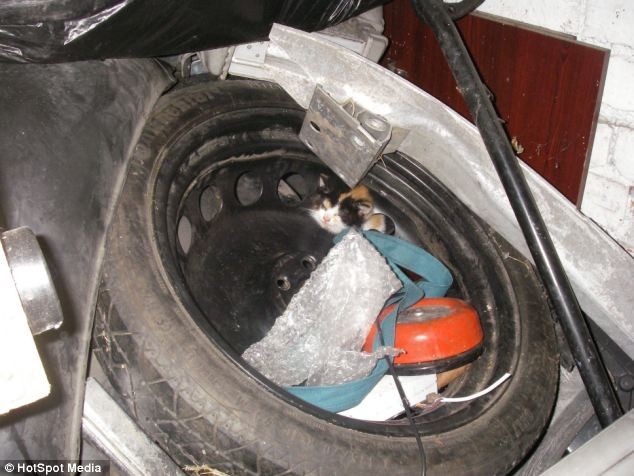 Котенок, колесо и второе рождение